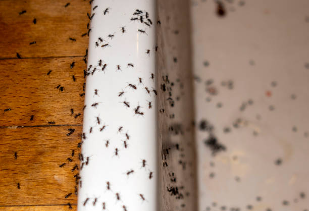 Pest Control Cost in Lake Villa, IL