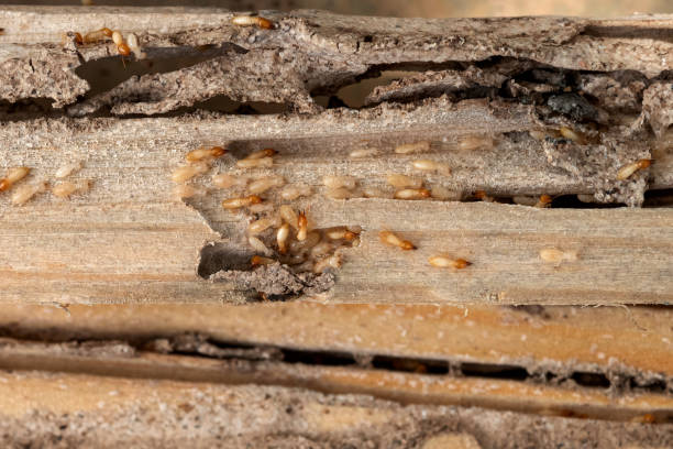 Best Local Pest Control Services  in Lake Vla, IL